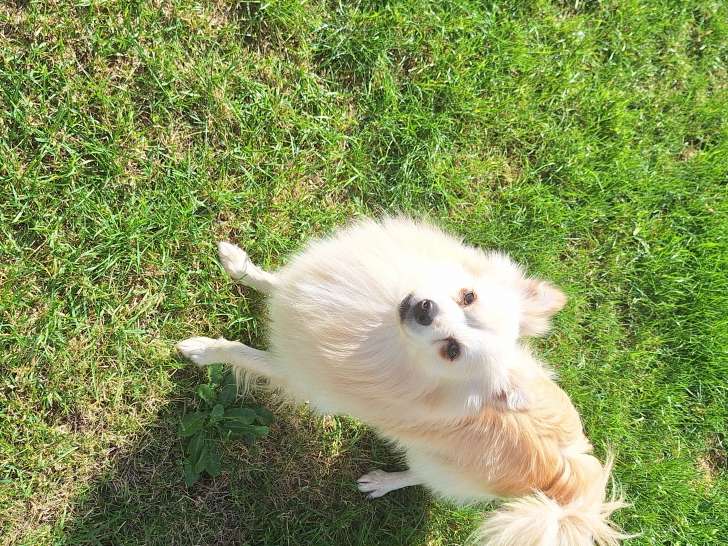 Chien adulte de type Spitz Allemand Mâle à vendre
