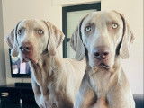 Melkior (gauche) Son fils, Scooby (droite)