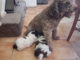 Chiots de race Lagotto Romagnolo à vendre (2 mâles)