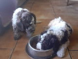 Chiots de race Lagotto Romagnolo à vendre (2 mâles)