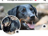 6 chiots Beaucerons LOF &agrave; r&eacute;server