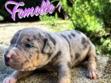 4 chiots American Bully à réserver