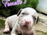 4 chiots American Bully à réserver