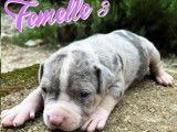4 chiots American Bully à réserver