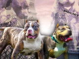 4 chiots American Bully à réserver
