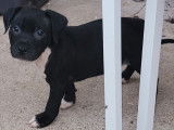 4 chiots Staffies bringés mâles LOF disponibles à la vente