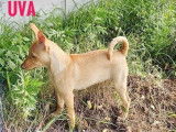 Trois Chiens Nu du Pérou LOF à vendre