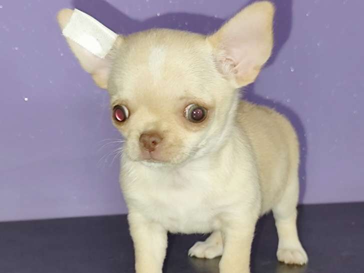 Femelle Chihuahua LOF à vendre