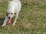 Chienne Setter Anglais LOF de 3 ans et demi à vendre