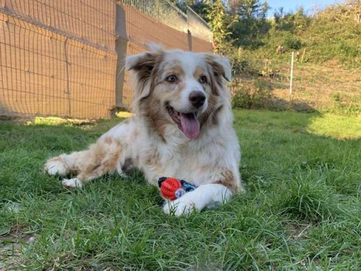Chienne Berger Australien femelle LOF de 5 ans à vendre