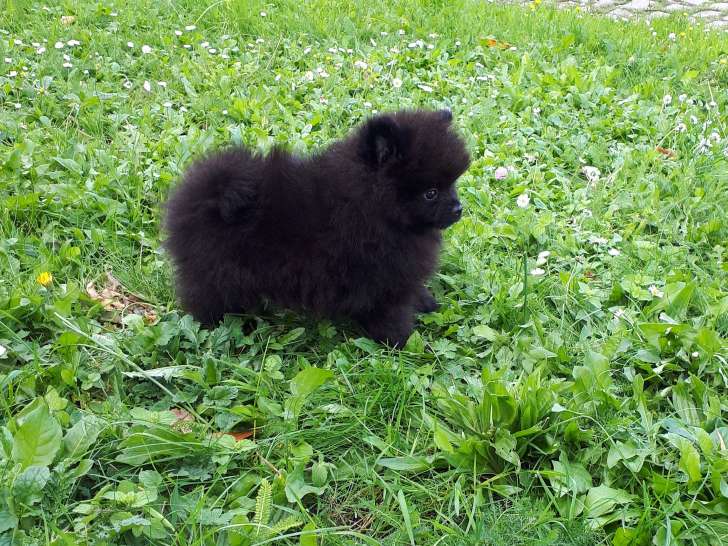 Chiot de race Loulou de Poméranie à vendre (1 mâle)