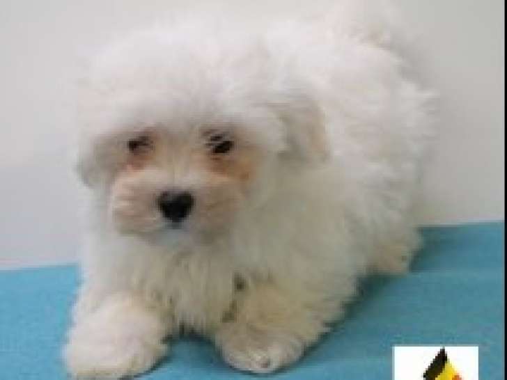 Adorables chiots Bichon Maltais à vendre