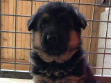 Une chienne Berger Allemand LOF, à vendre