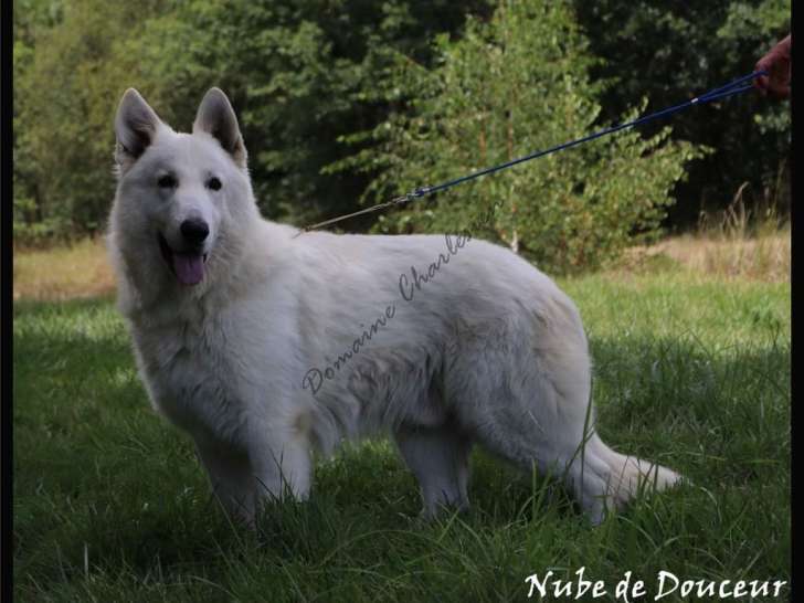 Mâle Berger Blanc Suisse, stérilisé, à placer pour retraite.