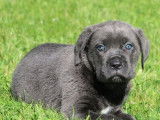 4 chiots Cane Corso LOF, de juillet 2023, à vendre
