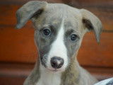 &Agrave; vendre : trois chiots femelles Whippets LOF, de juillet 2023