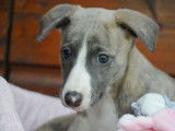 &Agrave; vendre : trois chiots femelles Whippets LOF, de juillet 2023