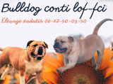 À vendre : 4 chiots femelles Bulldogs Continentaux LOF, d'août 2023