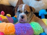 6 chiots Bulldogs Continentaux LOF, à vendre