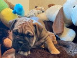 6 chiots Bulldogs Continentaux LOF, à vendre
