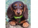 Chiots Teckel Nain et Kaninchen à vendre