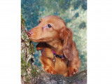 Chiots Teckel Nain et Kaninchen à vendre