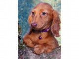 Chiots Teckel Nain et Kaninchen à vendre