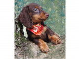 Chiots Teckel Nain et Kaninchen LOF à vendre