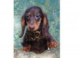 Chiots Teckel Nain et Kaninchen LOF à vendre