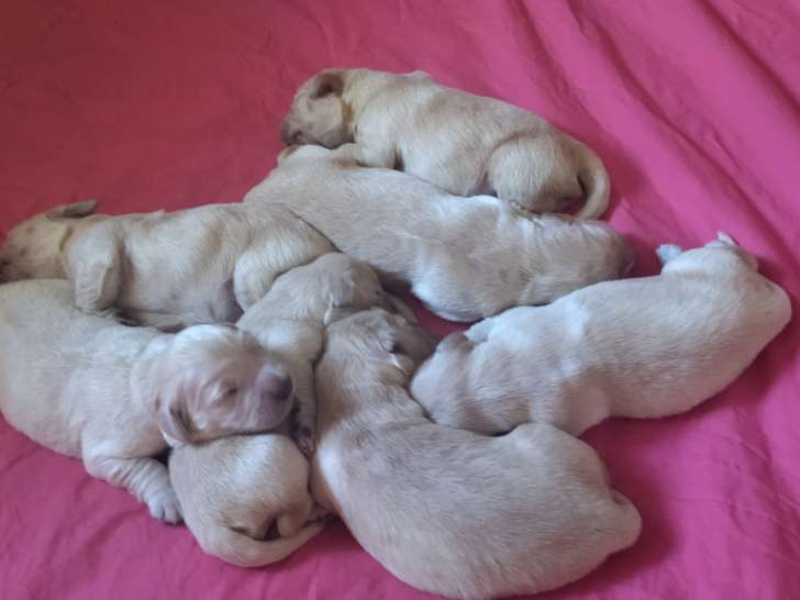 Chiots Golden Retriever LOF à vendre