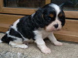 Trois chiots mâles Cavaliers King Charles LOF à réserver