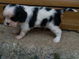 Trois chiots mâles Cavaliers King Charles LOF à réserver