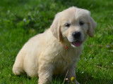 Des chiots Golden Retrievers LOF à vendre