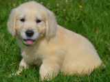 Des chiots Golden Retrievers LOF à vendre