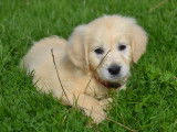 Des chiots Golden Retrievers LOF à vendre
