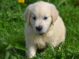 Des chiots Golden Retrievers LOF à vendre