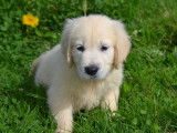 Des chiots Golden Retrievers LOF à vendre
