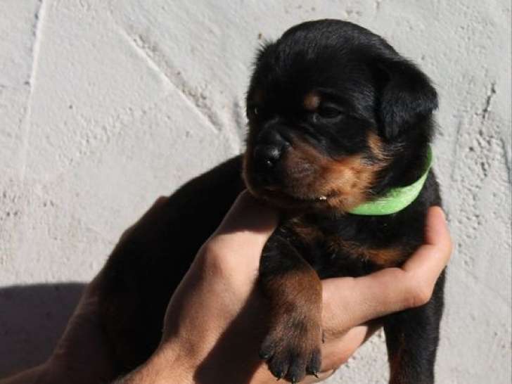 13 chiots Rottweilers LOF à réserver