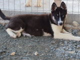 Deux chiots femelles Huskies LOF à vendre