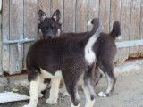 Deux chiots femelles Huskies LOF à vendre