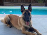 Milord, mâle Berger Belge Malinois LOF disponible pour saillie