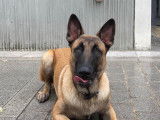 Milord, mâle Berger Belge Malinois LOF disponible pour saillie