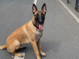 Milord, mâle Berger Belge Malinois LOF disponible pour saillie