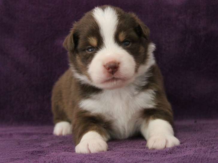 5 chiots Bergers Américains Miniatures LOF à réserver
