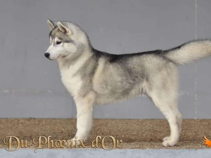Husky Sibérien LOF aux yeux vairons à la vente