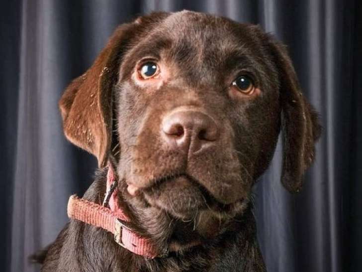Un chien Labrador LOF chocolat de 6 ans disponible à la vente