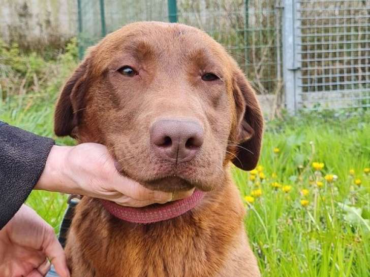 À acheter : une chienne adulte Labrador de couleur chocolat LOF