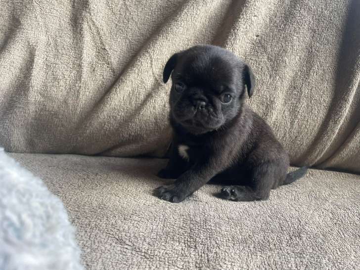Chiots de type Carlin à vendre Mâle et femelles