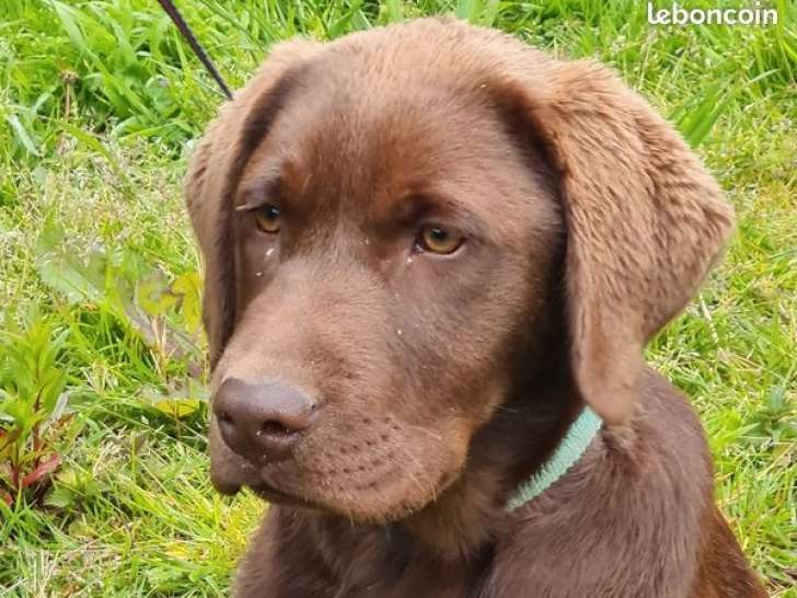 Disponible à l’achat une chienne Labrador chocolat LOF d’un an