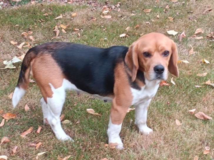 Une chienne Beagle LOF de 3 ans disponible à l’achat